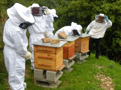 Initiation à l'apiculture Initiation à l'apiculture