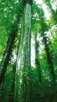 Bois de Kergré Bois de Kergré