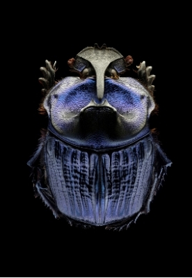 Microsculpture - Portraits d'insectes - Levon Biss Microsculpture - Portraits d'insectes - Levon Biss