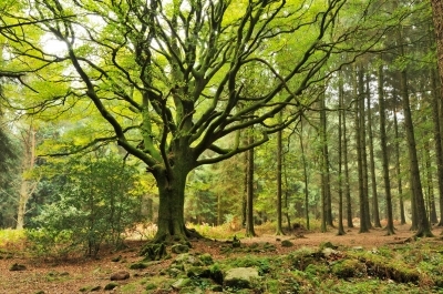Arbres et forêts en Bretagne - Yvon Boëlle, Hervé Glot & Marc Nagels Arbres et forêts en Bretagne - Yvon Boëlle, Hervé Glot & Marc Nagels