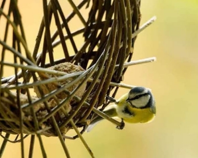 Fabrication d’une mangeoire pour oiseaux Fabrication d’une mangeoire pour oiseaux
