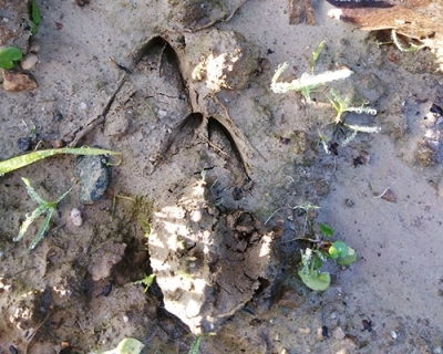 Découverte de la nature par les traces d’animaux Découverte de la nature par les traces d’animaux