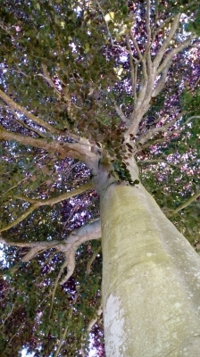 Bain de forêt Bain de forêt