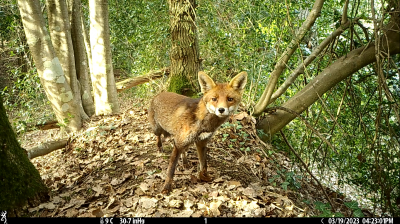 Les Animaux de la Roche Jagu