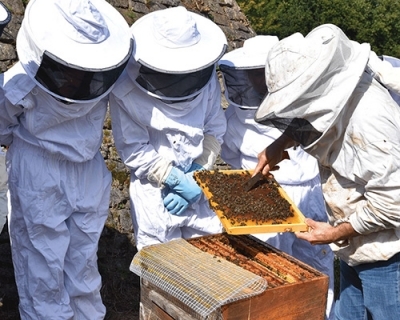 Initiation à l’apiculture Initiation à l’apiculture