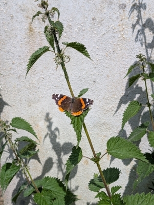 Ce que nous disent les plantes Ce que nous disent les plantes