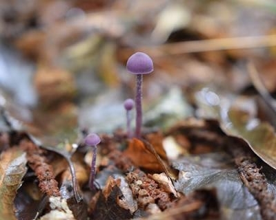 Initiation au monde des champignons Initiation au monde des champignons