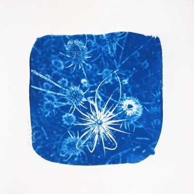 Les Minutes Bleues : La Vie en bleu, atelier découverte du cyanotype
