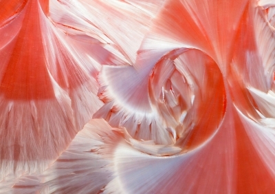 Festival de la photo : Abstraction et Mini-séries Festival de la photo : Abstraction et Mini-séries