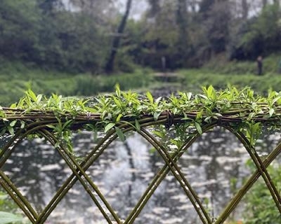 Plessage d’osier vivant