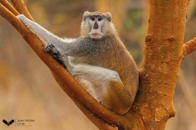 Sénégal : une biodiversité insoupçonnée - Jean-Michel Lecat