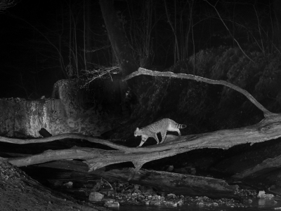 Veilleurs de nuit - Pascal Bourguignon