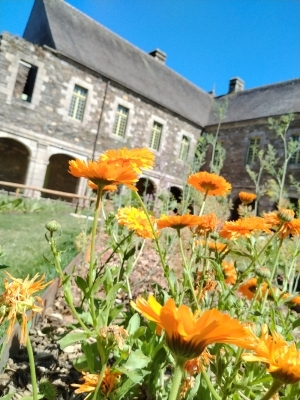 Création d’un baume & découverte des plantes du jardin