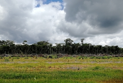 Café géographique : L'Amazonie brésilienne, entre mythes et réalités - Vinc