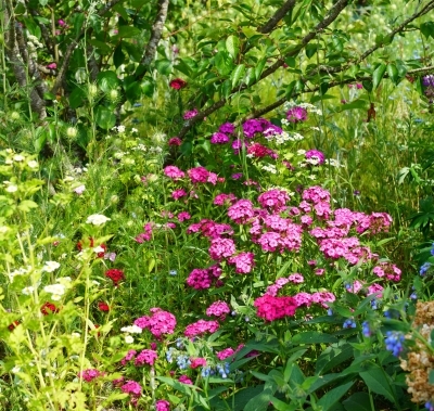 Atelier-rencontre autour de la photographie de jardin