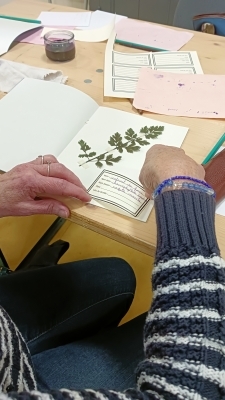 Confection d'un herbier
