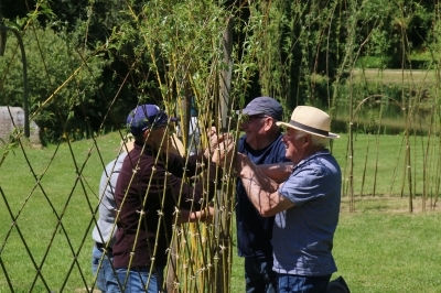 Tressage osier vivant