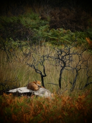 Les Landes de Locarn, un an après l'incendie