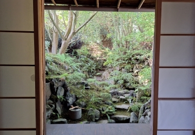 Visite d'un jardin de thé