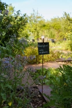 Visite du jardin médicinal