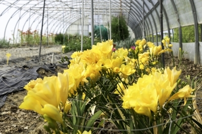 Fête des plantes & journée portes ouvertes