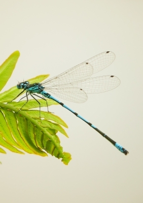 Sortie libellule au canal de Nantes à Brest
