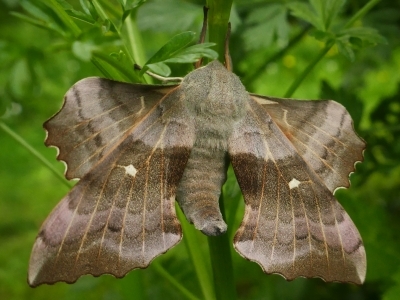 Sortie familiale sur les créatures aquatiques
