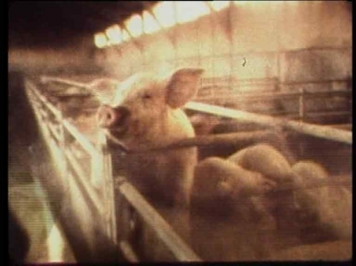 Cochon qui s'en dédit + Voici la colère bretonne - Jean-Louis Le Tacon