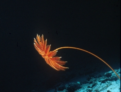 Pleine mer - Véronique Widock & Pauline Guillerm