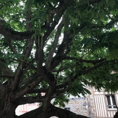 Auprès de mon arbre