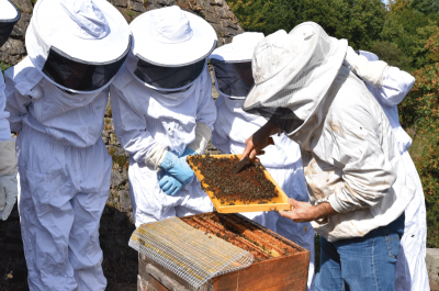 Initiation à l’apiculture
