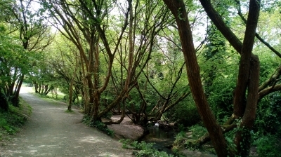 Bain de forêt