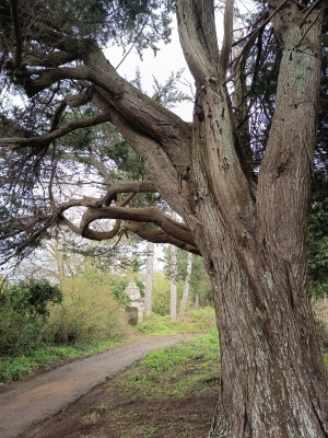 Bain de forêt