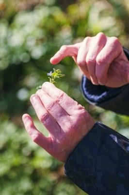 À la rencontre des plantes sauvages