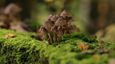Vive les champignons !